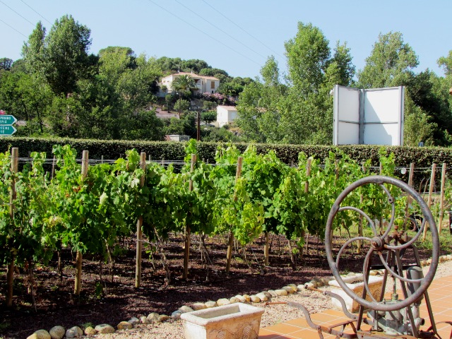 capitoro vines