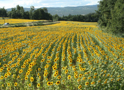 Dog Trots Globe: To Paris and Provence           (book review &&nbsp;giveaway)