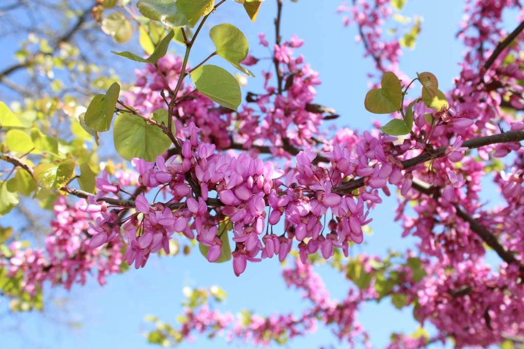 Weekend in Saint-Rémy-de-Provence