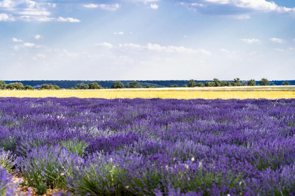 Summer in Provence… in&nbsp;photos