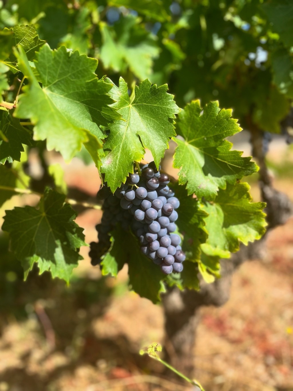 The Romance of the Vines, Adventures on the&nbsp;Road